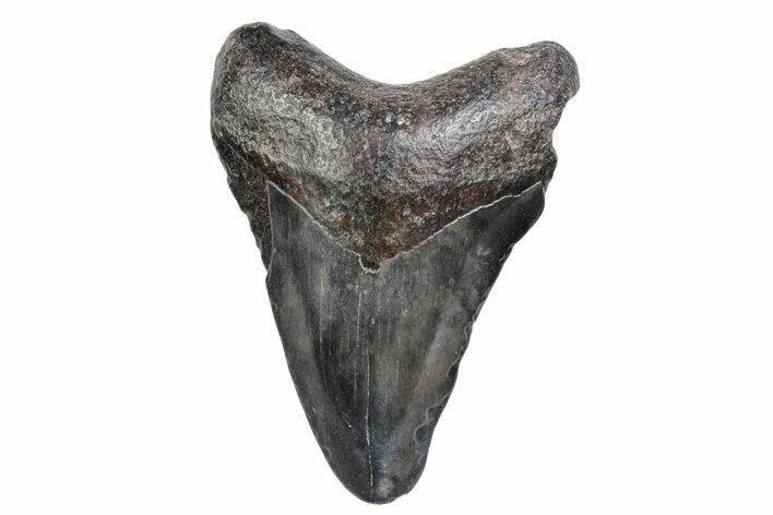 Juvenile Megalodon Tooth - South Carolina #370165